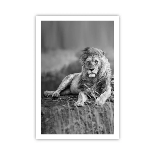 Plakat - Kongelig siesta - 61x91 cm