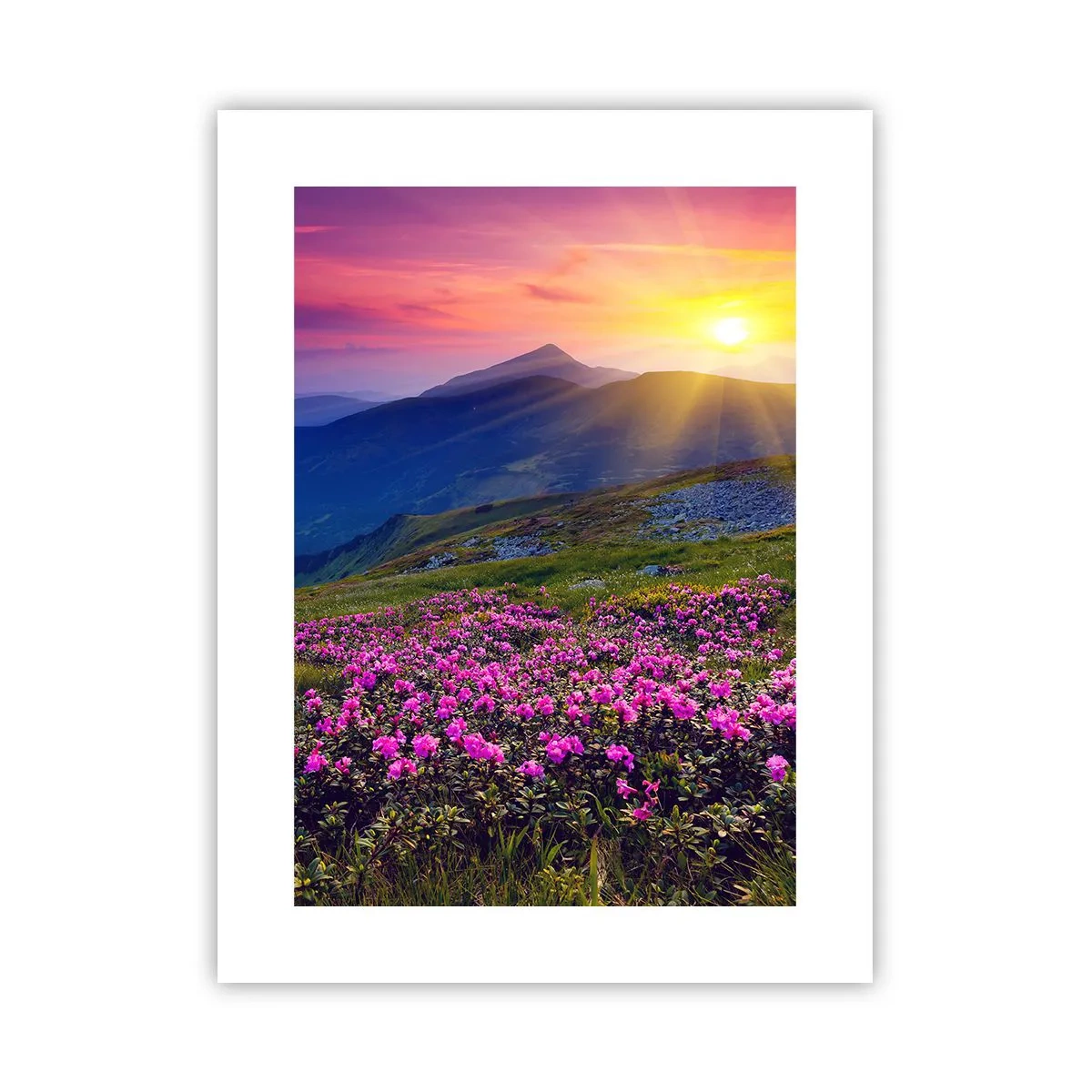 Plakat - ... Og rundt omkring dufter det af fyrretræer og krydderurter - 30x40 cm