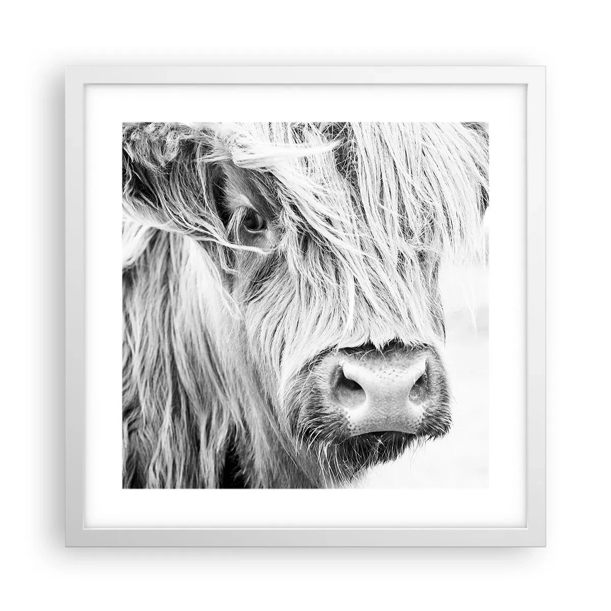 Plakat i hvid ramme - Skotsk vildmark - 40x40 cm