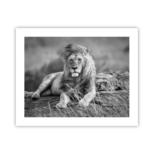 Plakat - Kongelig siesta - 50x40 cm