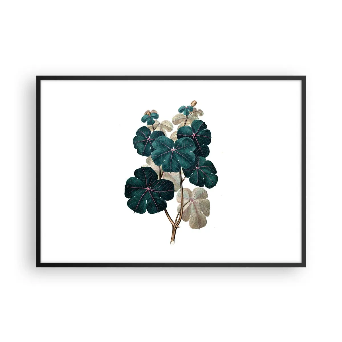 Plakat i sort ramme - Fra et gammelt herbarium - 100x70 cm