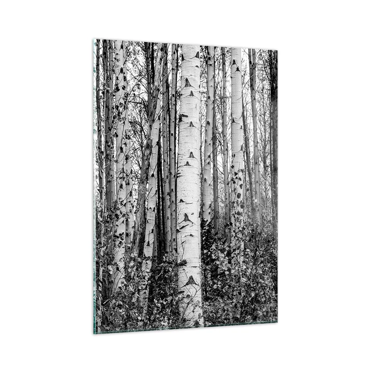 Billede på glas - Kolonnade af birk - 50x70 cm