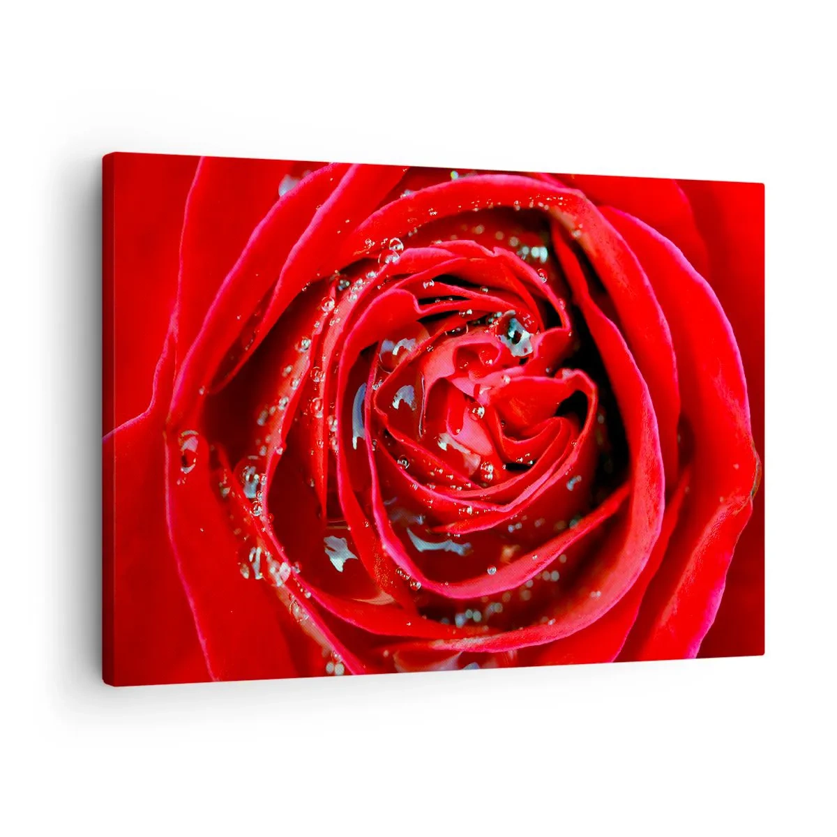 Lærredstryk - Billede på lærred - Nærbillede af en rød rose med vanddråber på kronbladene - 70x50cm - I dråber af dug - Moderne vægdekoration til stue og soveværelse ARTTOR