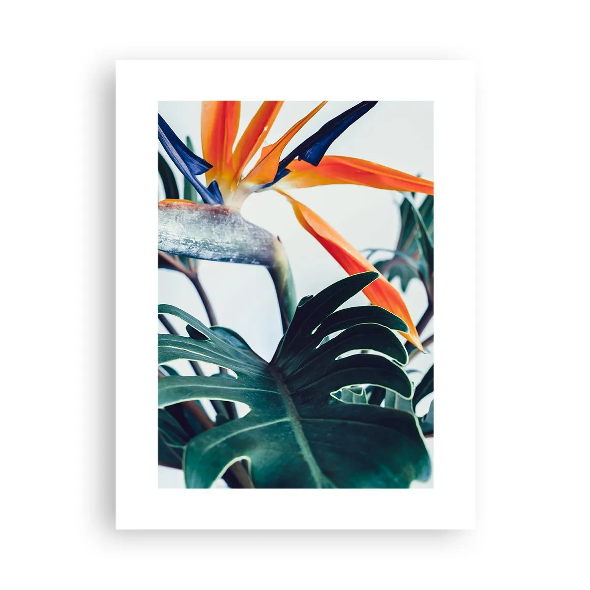 Plakat - Fuglebur - 30x40 cm