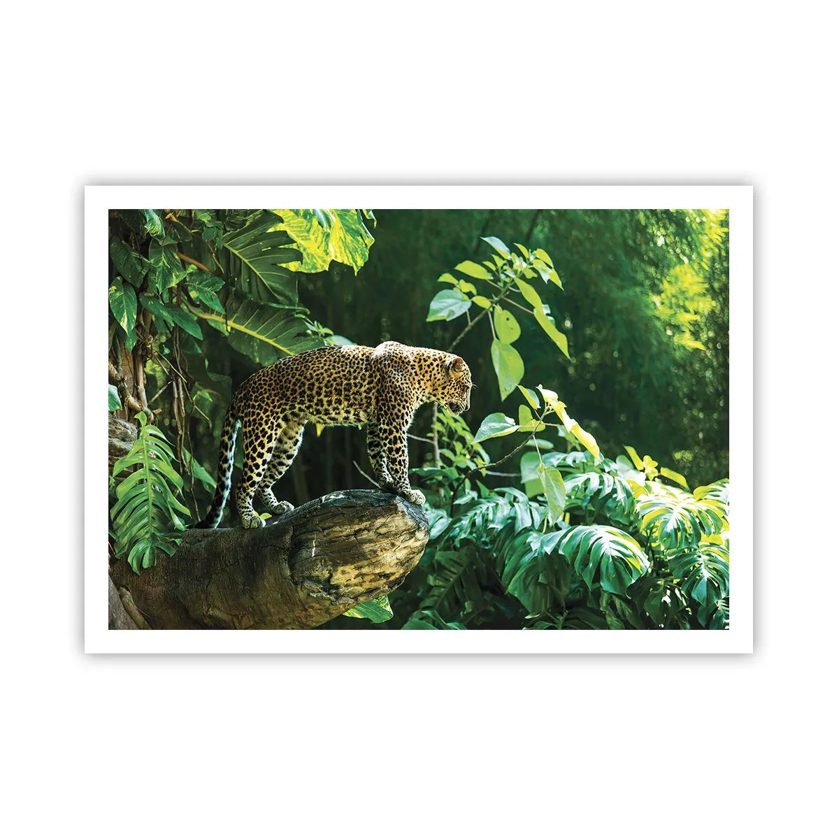 Plakat - Til jagt? - 100x70 cm