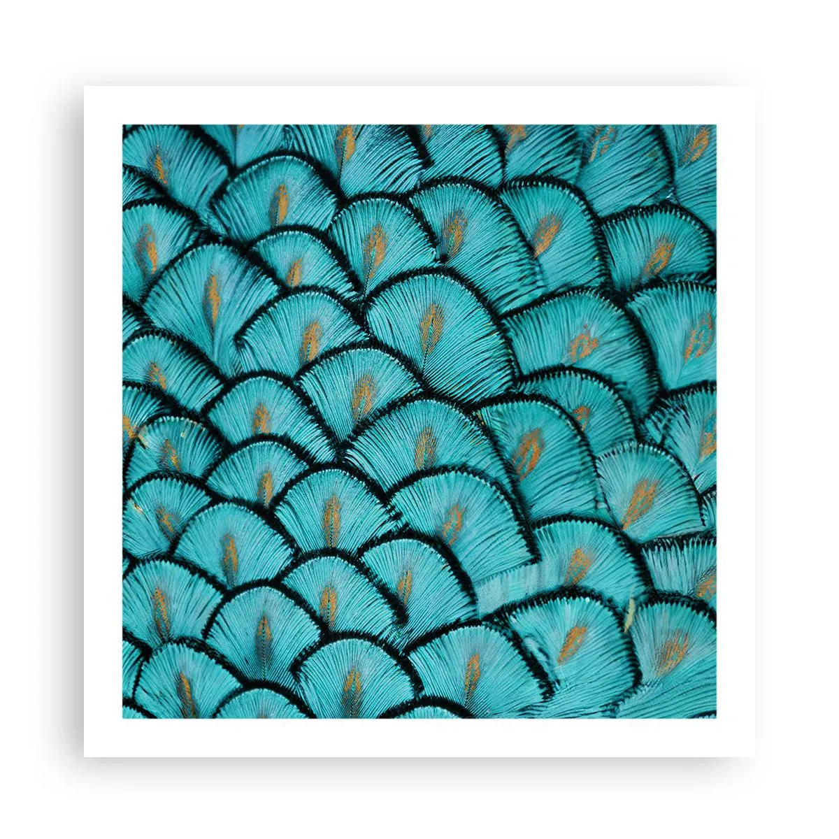 Plakat - Den store fjer-galla - 60x60 cm