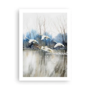 Plakat - Som i en fortælling om vilde svaner - 50x70 cm