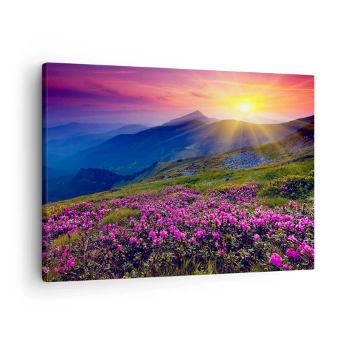 Lærredstryk - Billede på lærred - En blomstrende eng med udsigt over bjergene under solnedgang - 70x50cm - ... Og rundt omkring dufter det af fyrretræer og krydderurter - Moderne vægdekoration til stue og soveværelse ARTTOR