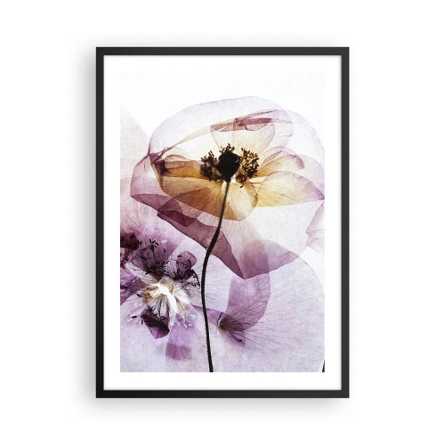 Plakat i sort ramme - Gennemsigtige blomster i pastelfarver - 50x70cm - Blomsterlegeme dias - Moderne vægdekoration til stue og soveværelse ARTTOR