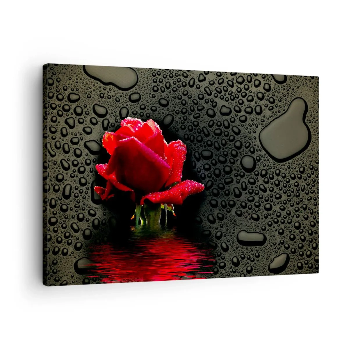 Lærredstryk - Billede på lærred - Rød rose med vanddråber på en mørk baggrund - 70x50cm - Rød og sort - Moderne vægdekoration til stue og soveværelse ARTTOR