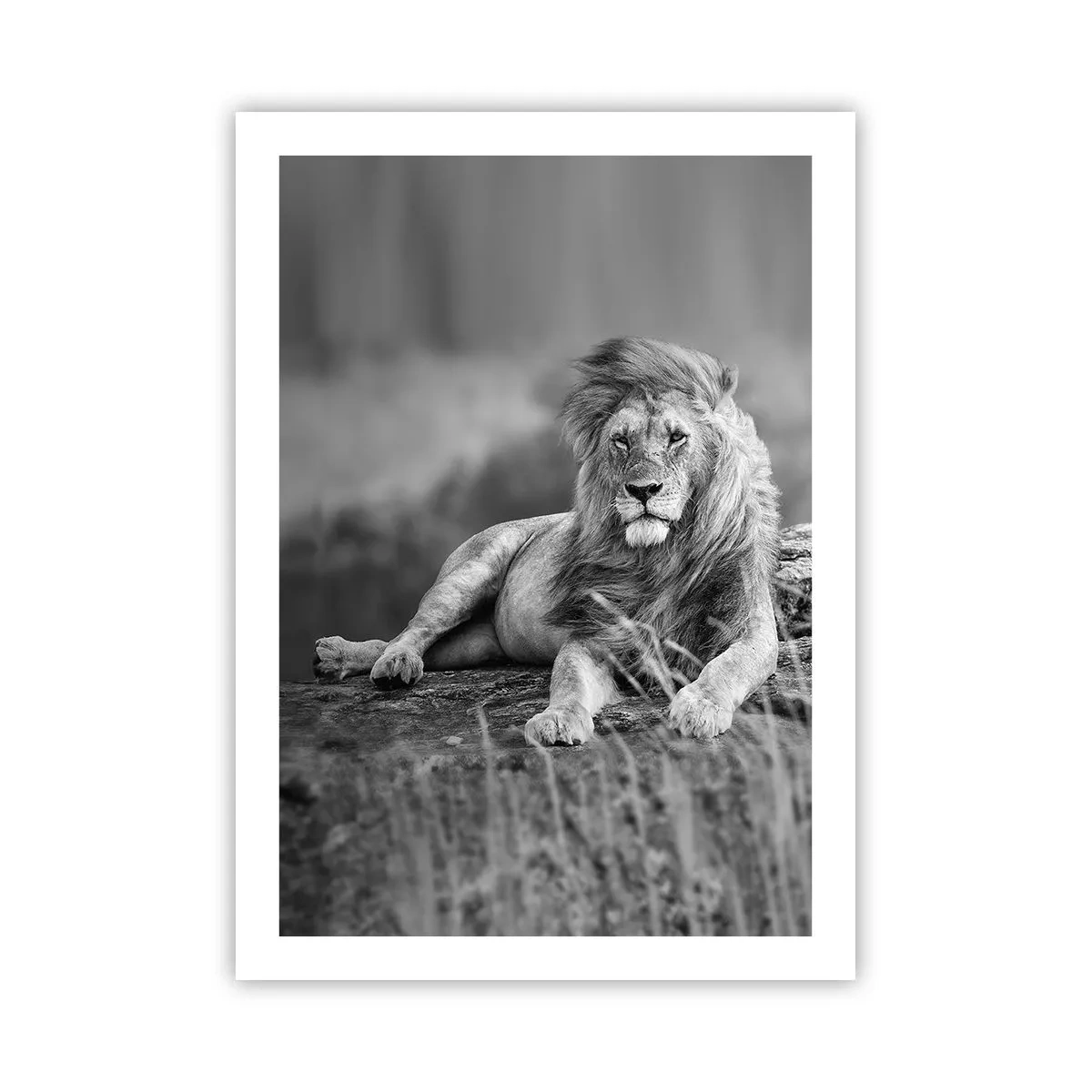 Plakat - Kongelig siesta - 50x70 cm