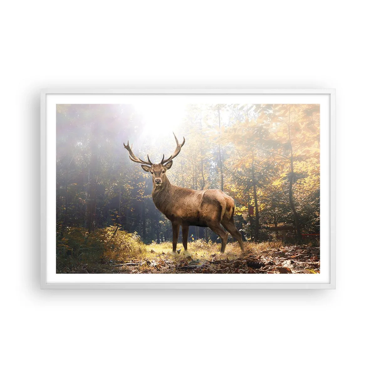 Plakat i hvid ramme - I fuld majestæt - 91x61 cm