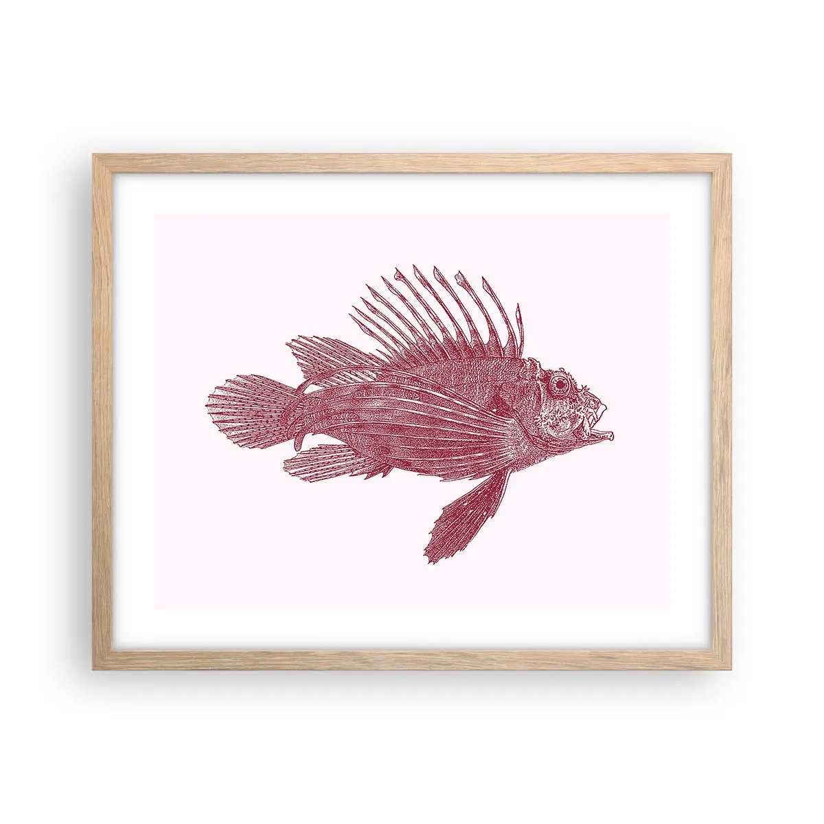 Plakat i ramme af lyst egetræ - En beboer i eksotiske farvande - 50x40 cm