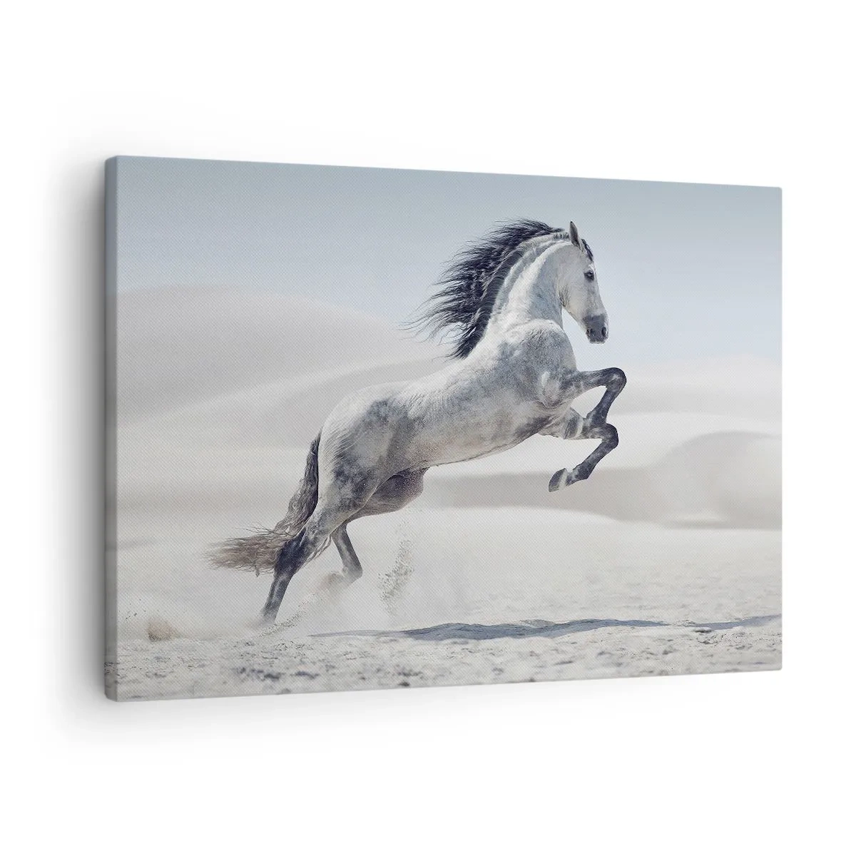 Lærredstryk - Billede på lærred - En hvid hest galoperer mod en baggrund af ørkenklitter - 70x50cm - Arabisk prins - Moderne vægdekoration til stue og soveværelse ARTTOR