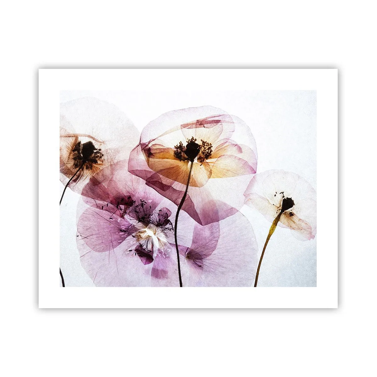 Plakat - Blomsterlegeme dias - 50x40 cm