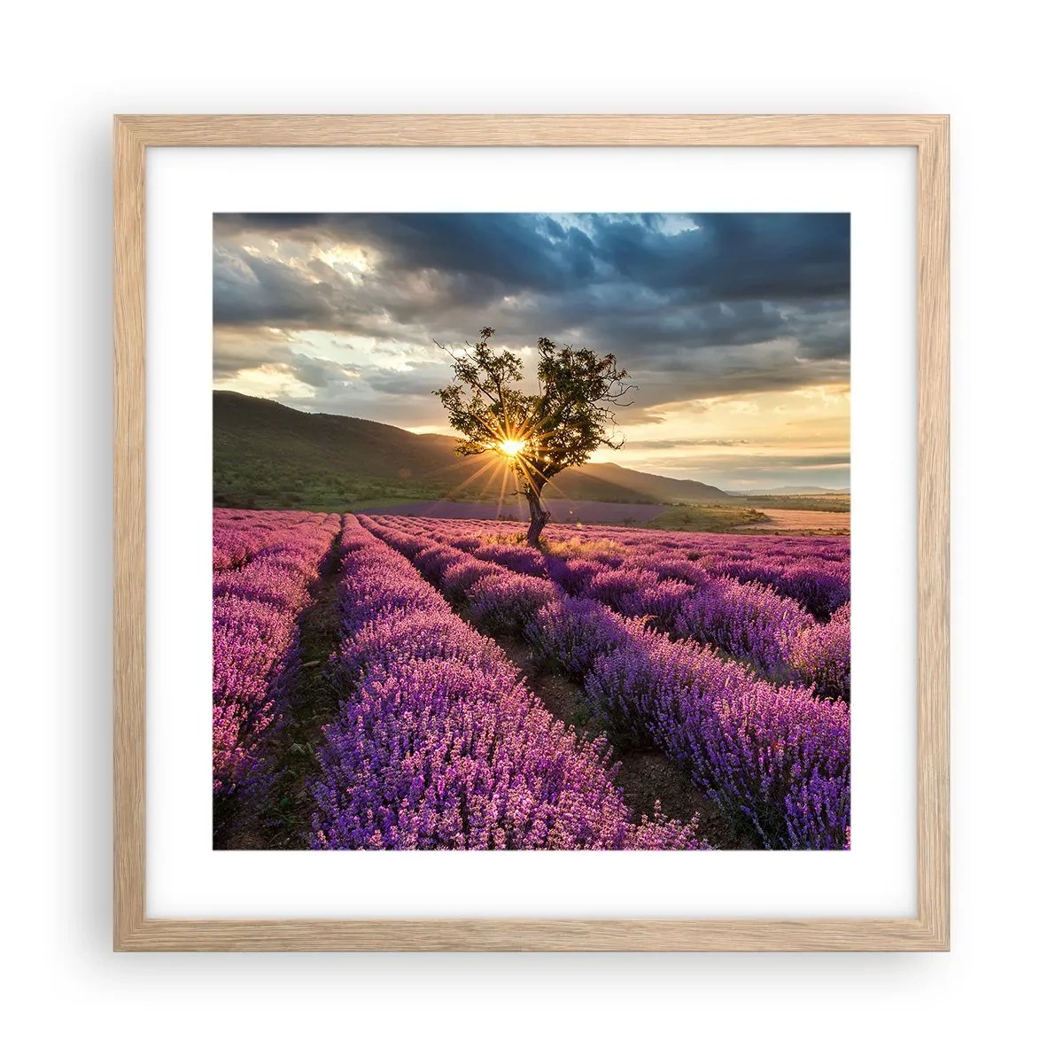 Plakat i ramme af lyst egetræ - Lilla aroma - 40x40 cm