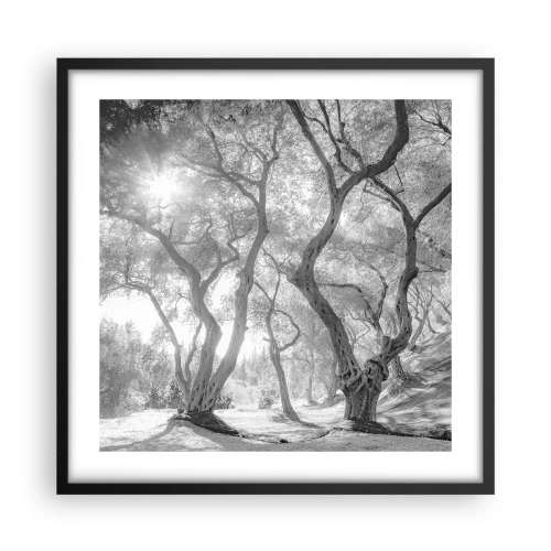 Plakat i sort ramme - I en olivenlund - 50x50 cm