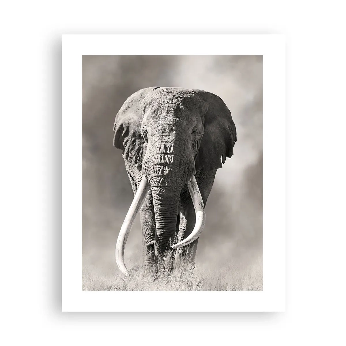 Plakat - Afrikansk patriark - 40x50 cm