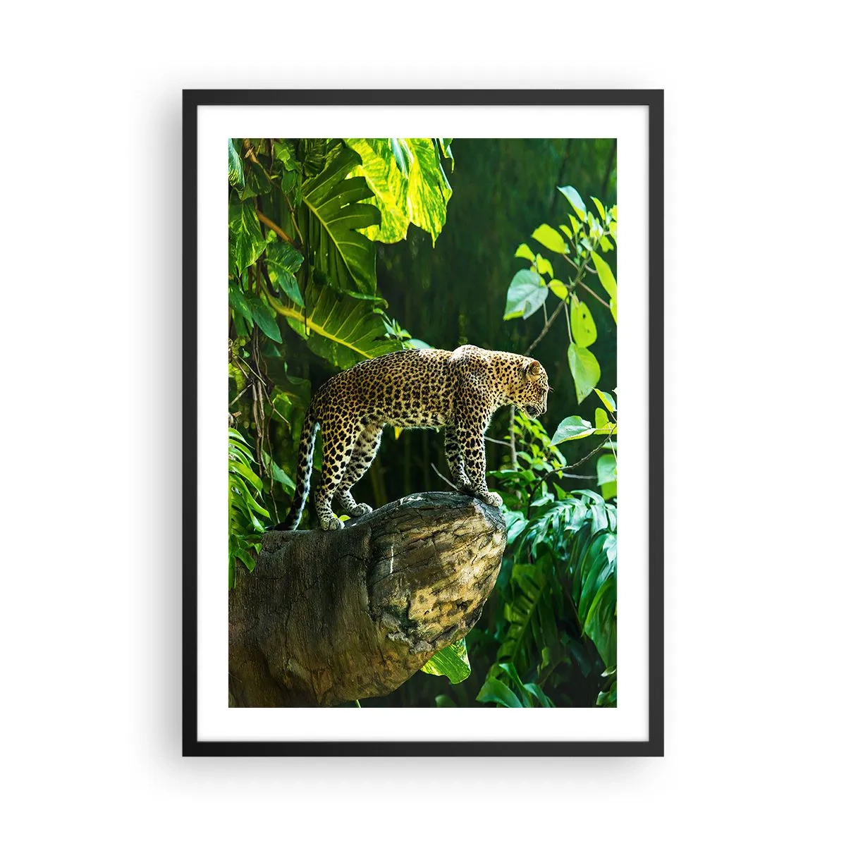 Plakat i sort ramme - En leopard stående på en klippe i en tropisk skov - 50x70cm - Til jagt? - Moderne vægdekoration til stue og soveværelse ARTTOR