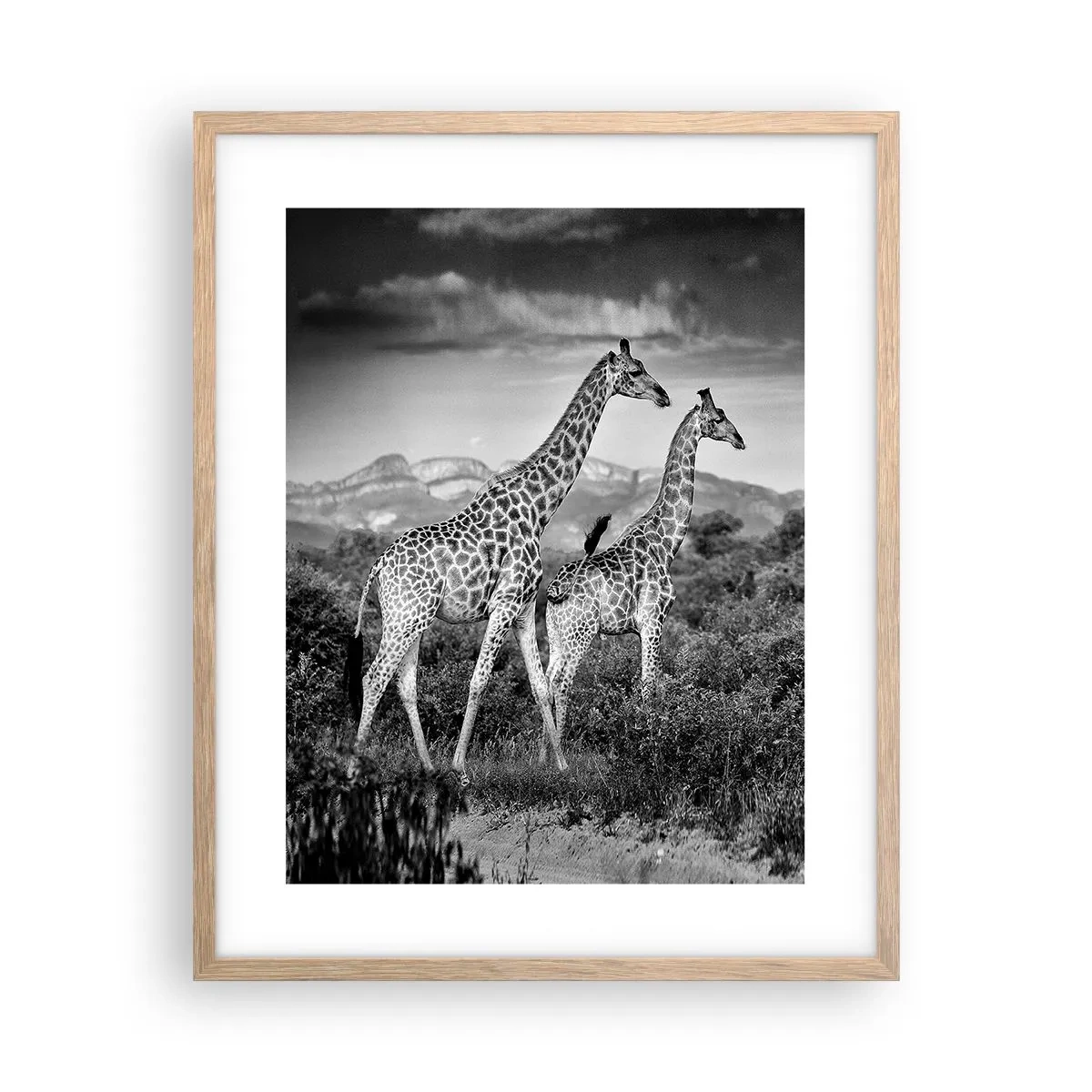 Plakat i ramme af lyst egetræ - Afrikas overklasse - 40x50 cm