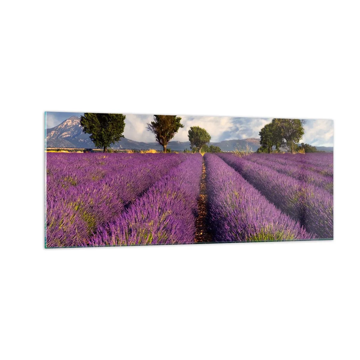 Billede på glas - Enge med lavendel - 100x40 cm