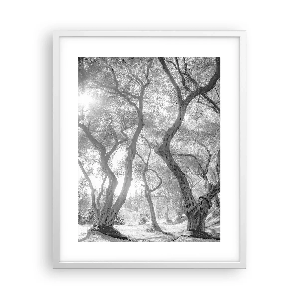 Plakat i hvid ramme - I en olivenlund - 40x50 cm