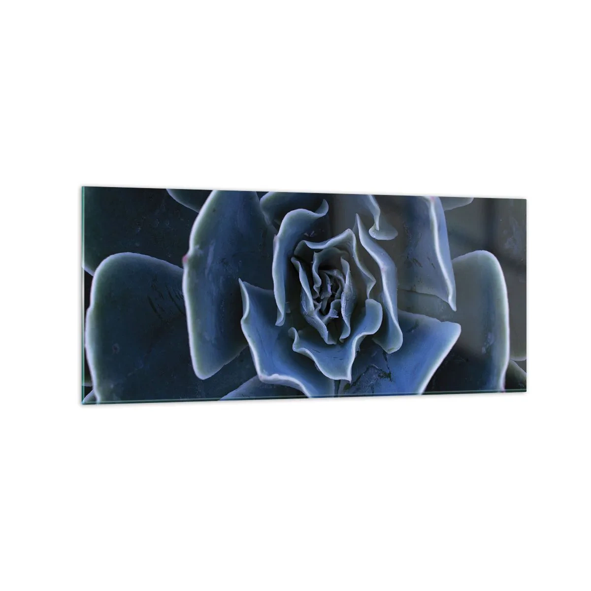 Billede på glas - Ørkenblomst - 120x50 cm