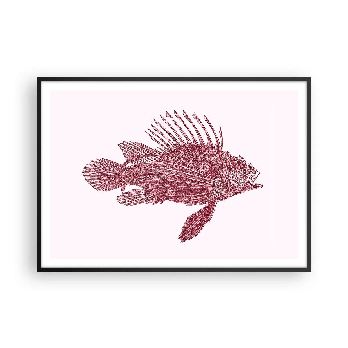Plakat i sort ramme - En beboer i eksotiske farvande - 100x70 cm