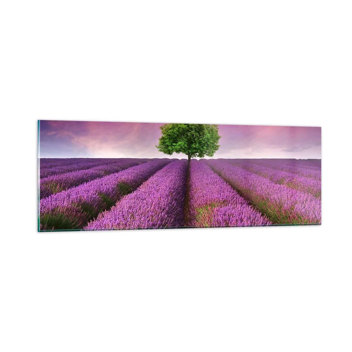 Billede på glas - I lavendelmarker - 90x30 cm