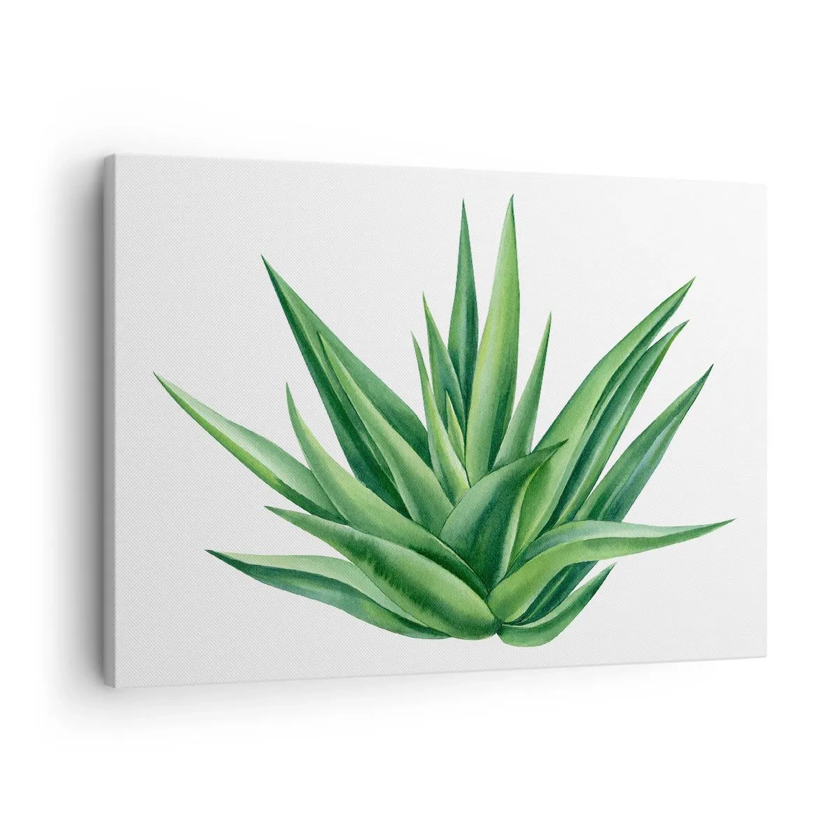 Lærredstryk - Billede på lærred - En saftig grøn plante på en hvid baggrund - 70x50cm - Grøn - styrke - liv - Moderne vægdekoration til stue og soveværelse ARTTOR