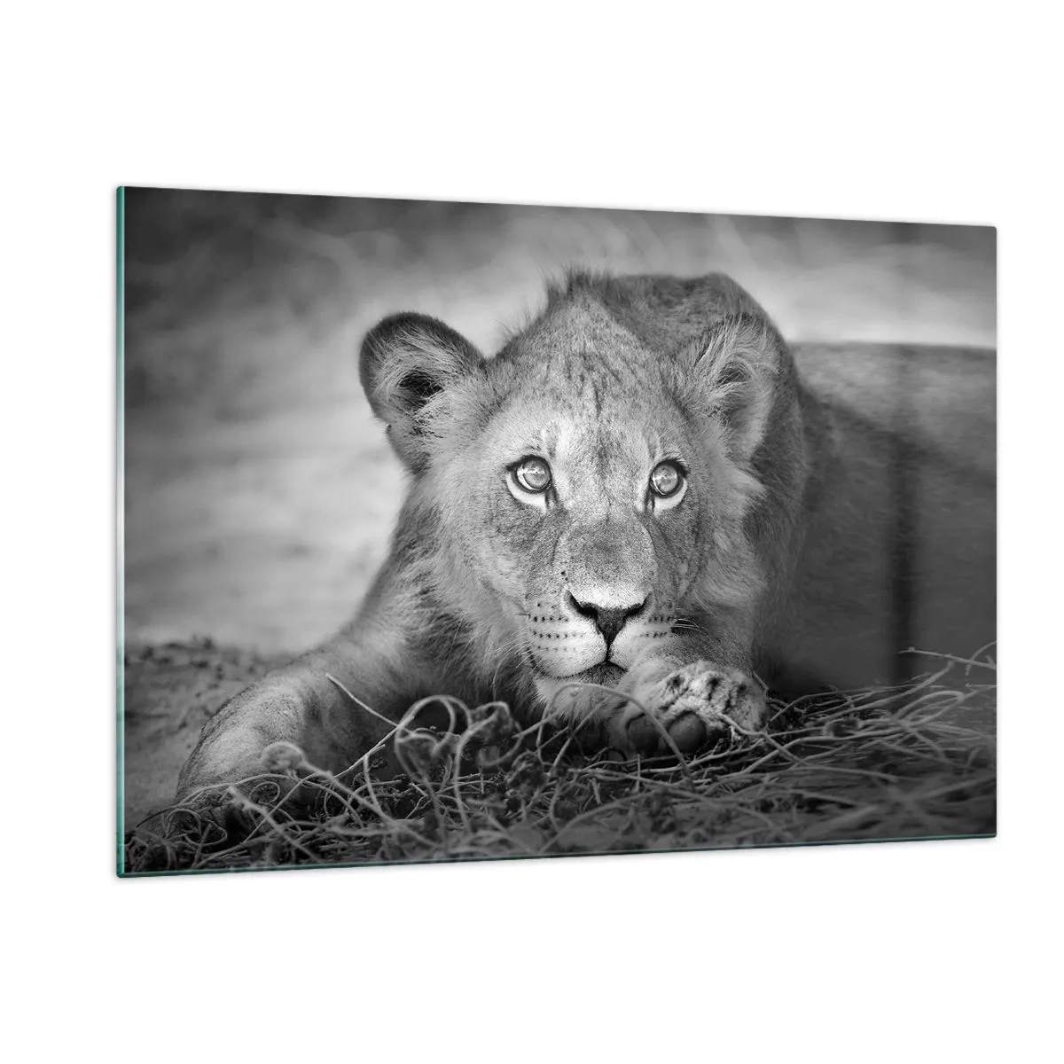 Billede på glas - Kongelig hvalp - 120x80 cm