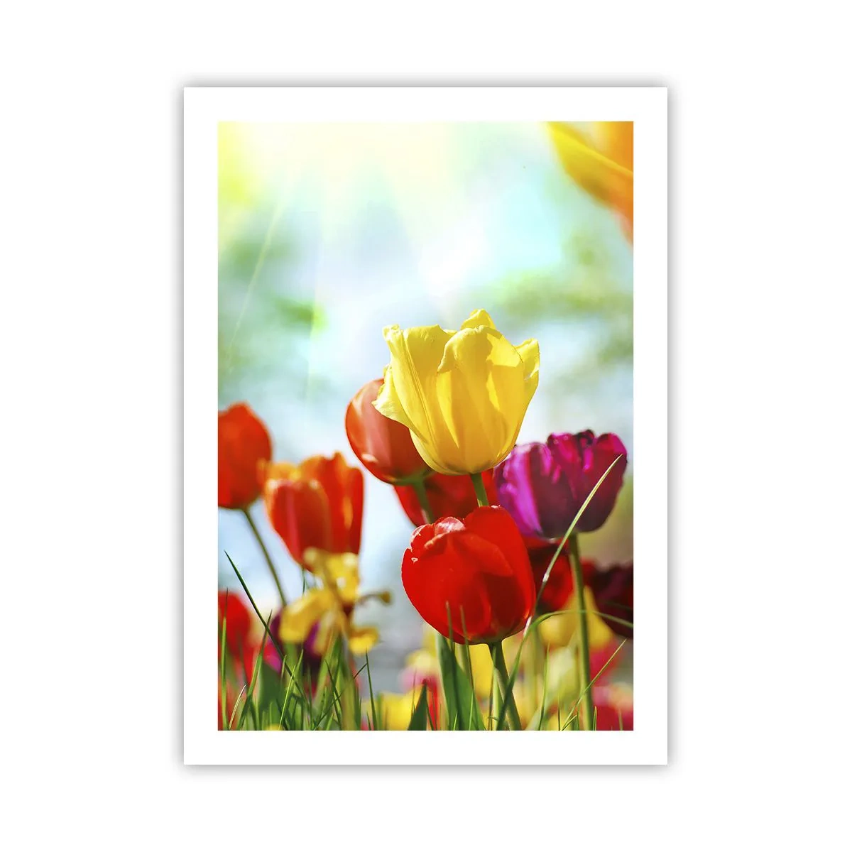Plakat - Alle solens farver - 50x70 cm