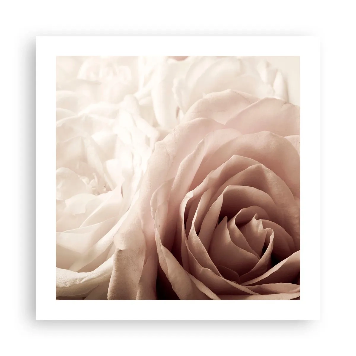 Plakat - I rosens hjerte - 50x50 cm