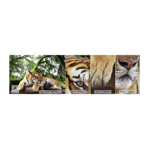 Prøve Fototapet Premium Canvas - Med venlig hilsen - Tiger, Dyr, Predator - 100x30 cm