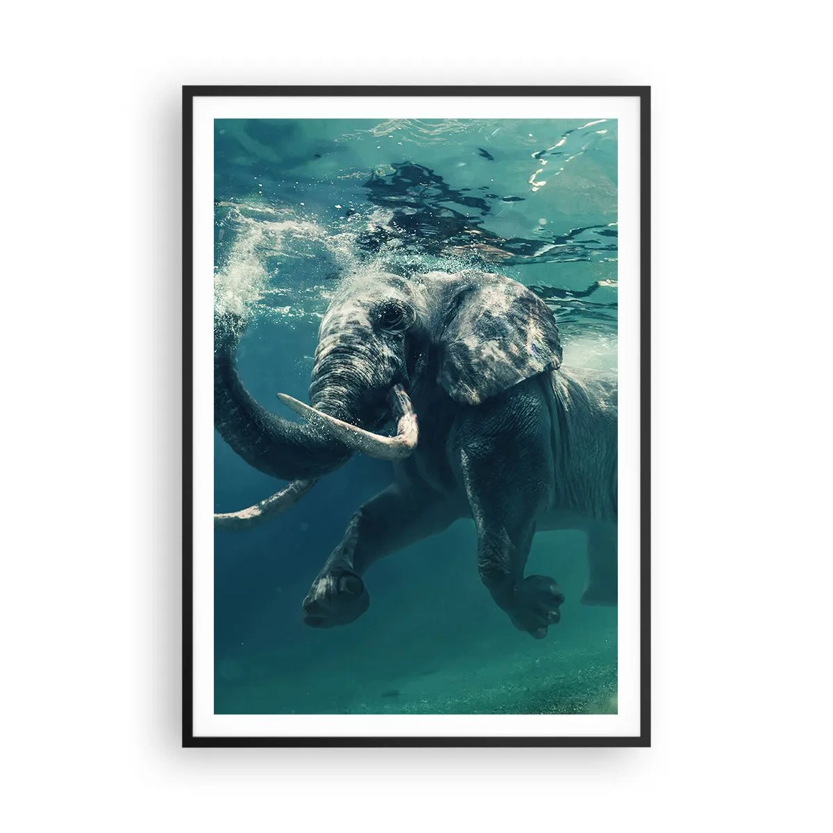 Plakat i sort ramme - Alle kan lide at svømme - 70x100 cm