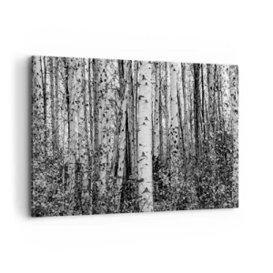 Lærredstryk - Billede på lærred - Kolonnade af birk - 100x70 cm