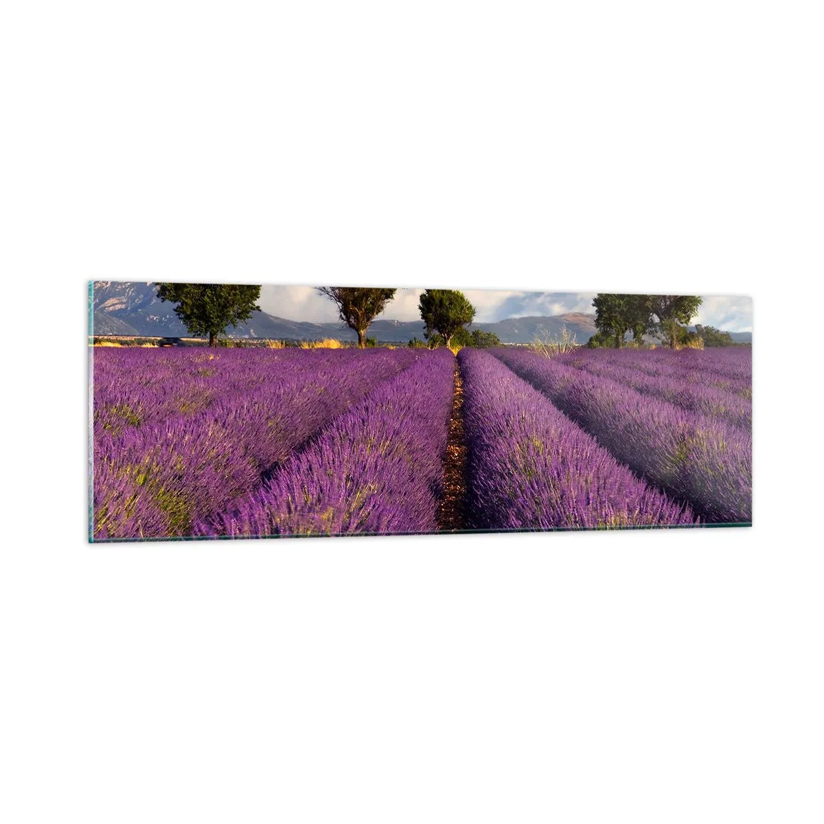Billede på glas - Enge med lavendel - 90x30 cm