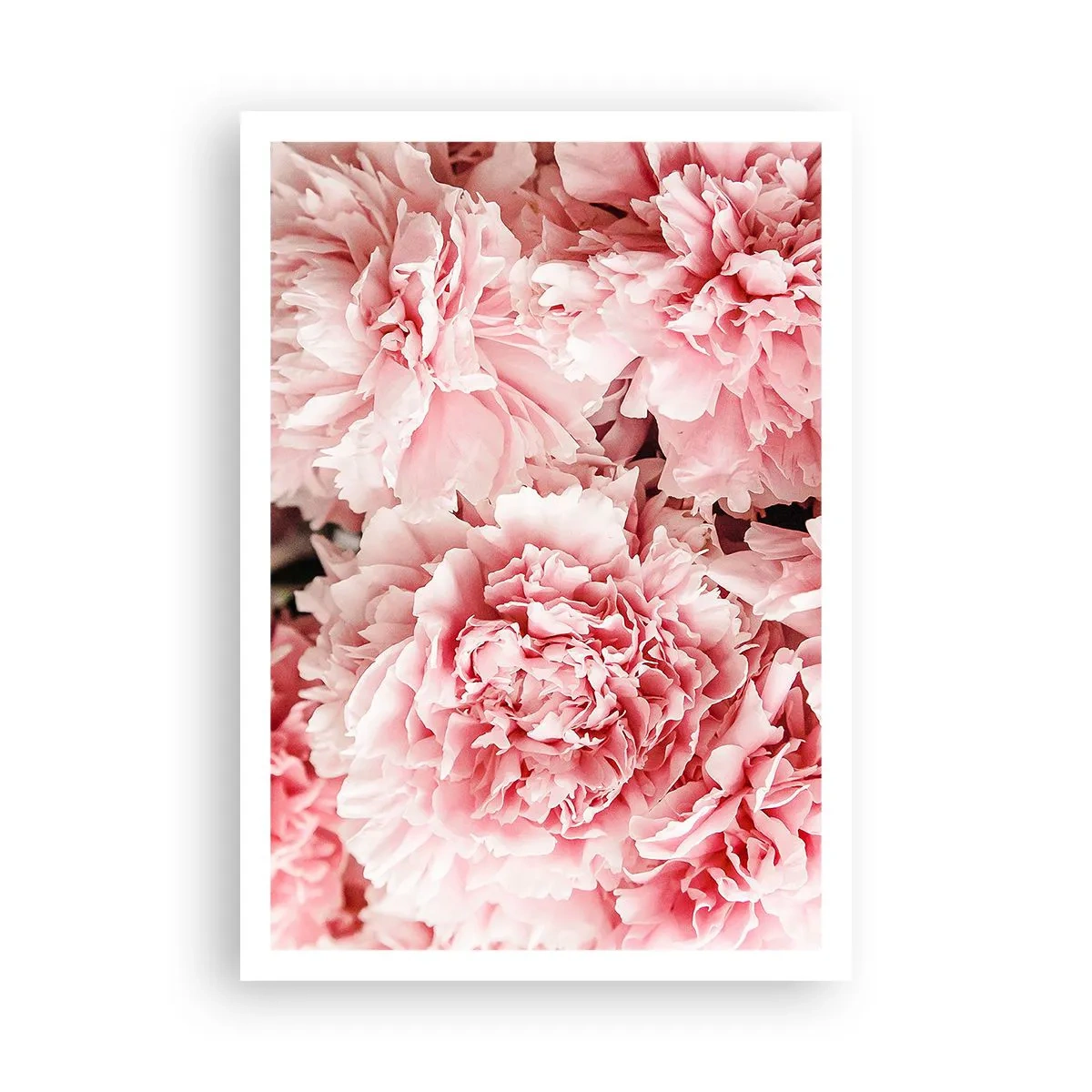Plakat - Lyserød drøm - 70x100 cm