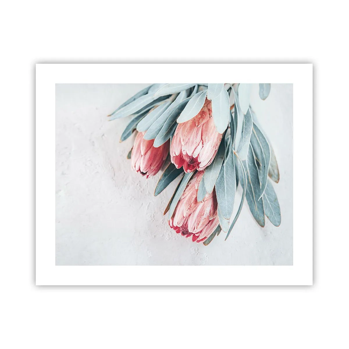 Plakat - Skammer sig over deres egen skønhed - 50x40 cm