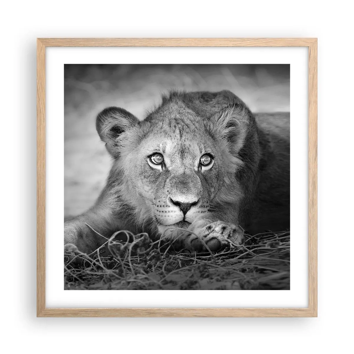 Plakat i ramme af lyst egetræ - Kongelig hvalp - 50x50 cm