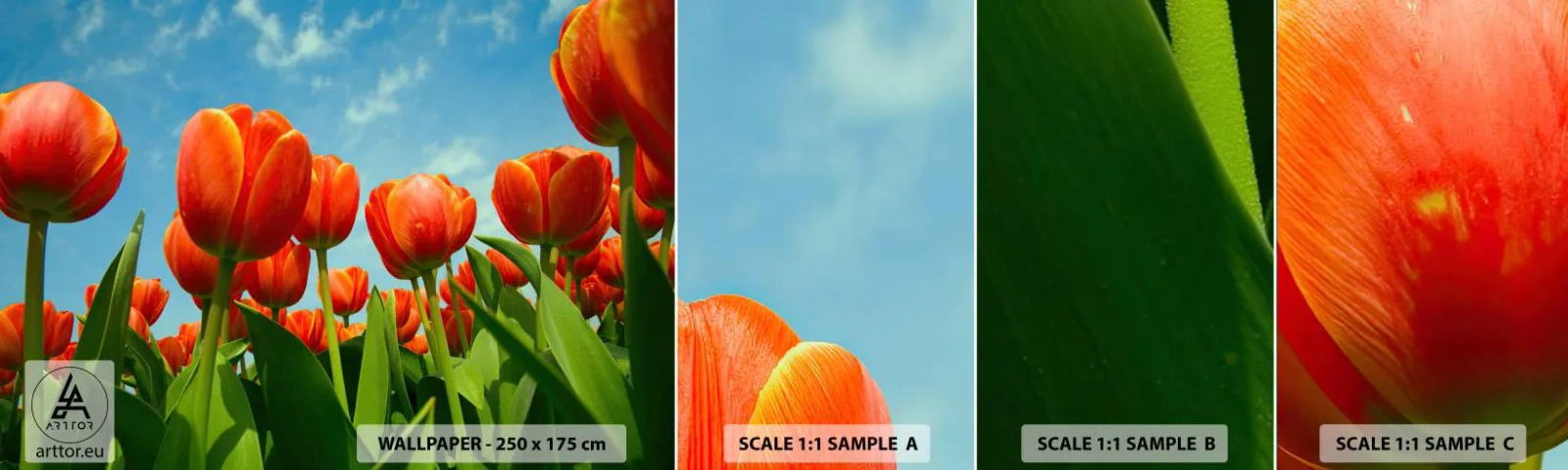 Fototapet Prøve Standard Eco - Bortset fra den blå himmel behøver de intet i livet - Blomster, Tulipaner, Natur - 100x30 cm