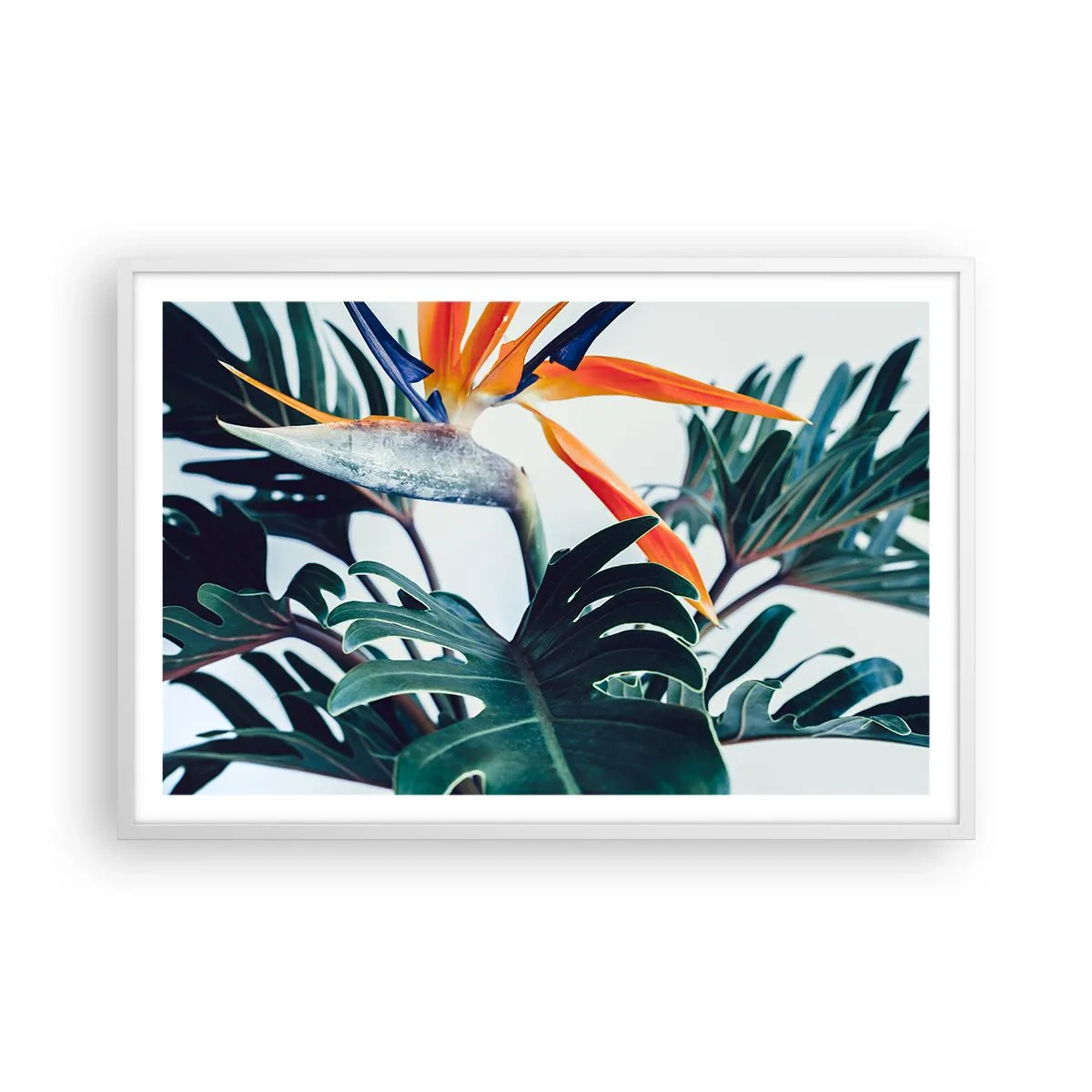 Plakat i hvid ramme - Fuglebur - 91x61 cm