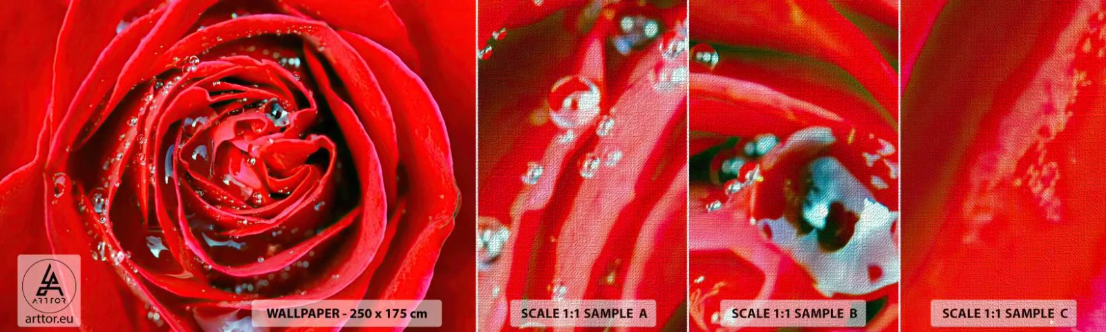 Prøve Fototapet Premium Canvas - I dråber af dug - Blomster, Rød rose, Elsker - 100x30 cm