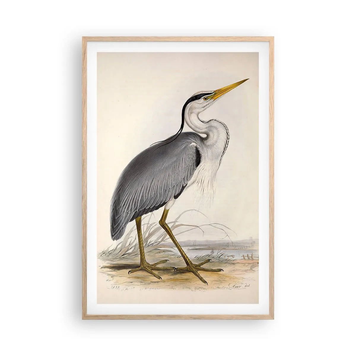 Plakat i ramme af lyst egetræ - Fiskehejre-charme - 61x91 cm