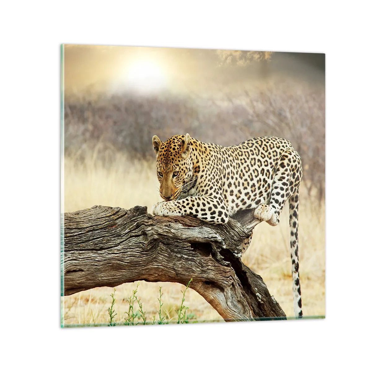 Billede på glas - Jeg går min egen vej - 30x30 cm