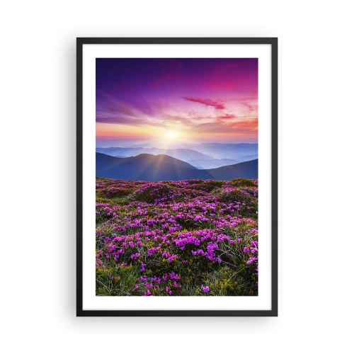 Plakat i sort ramme - Et felt af lilla blomster i bjergene ved solnedgang - 50x70cm - Urter duftede friske bundter fra niw - Moderne vægdekoration til stue og soveværelse ARTTOR