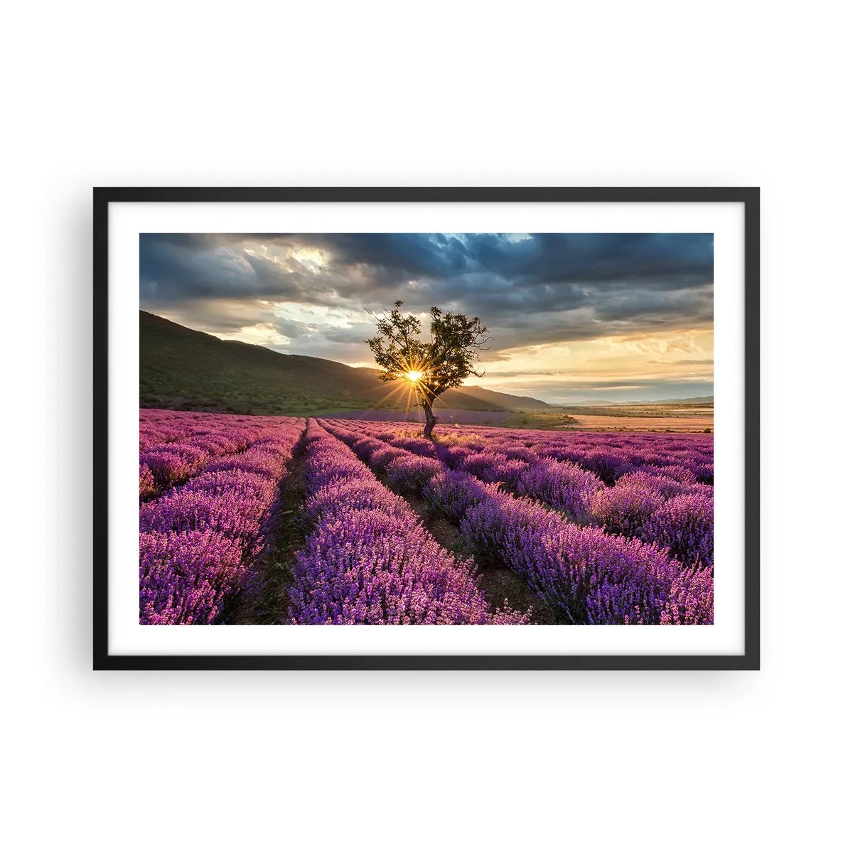 Plakat i sort ramme - Lilla aroma - 70x50 cm
