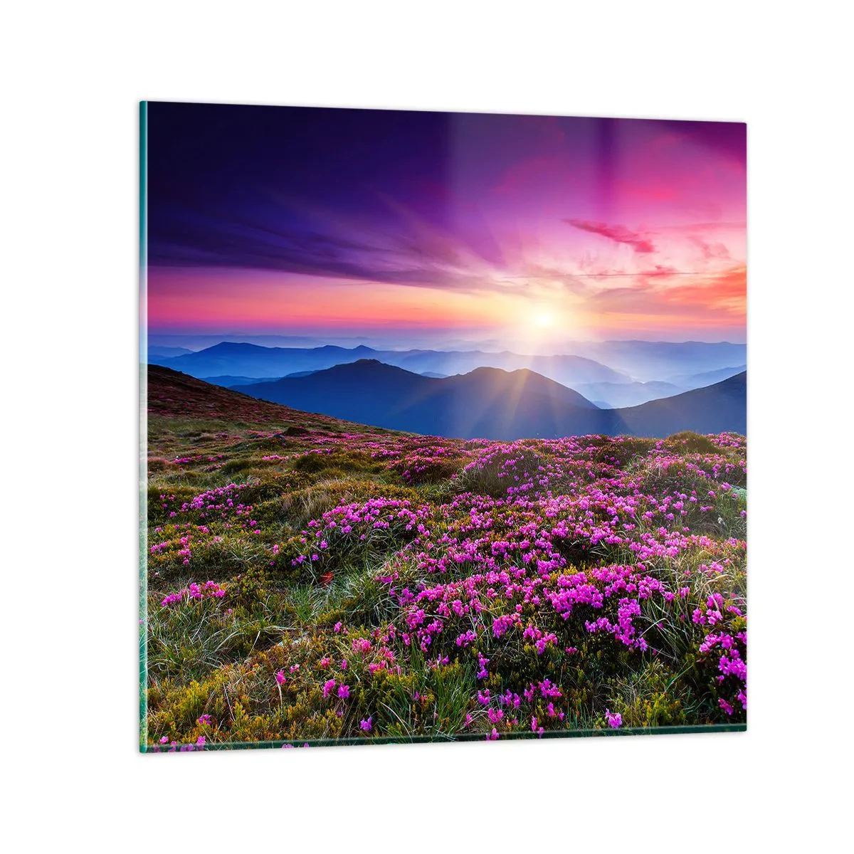 Billede på glas - Urter duftede friske bundter fra niw - 70x70 cm