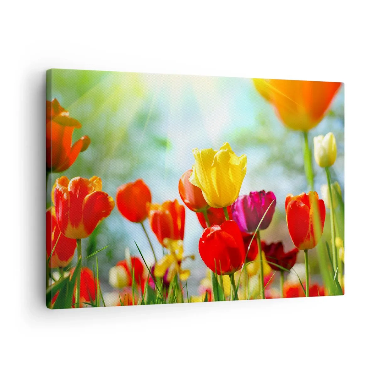 Lærredstryk - Billede på lærred - Farverige tulipaner i solskinnet - 70x50cm - Alle solens farver - Moderne vægdekoration til stue og soveværelse ARTTOR