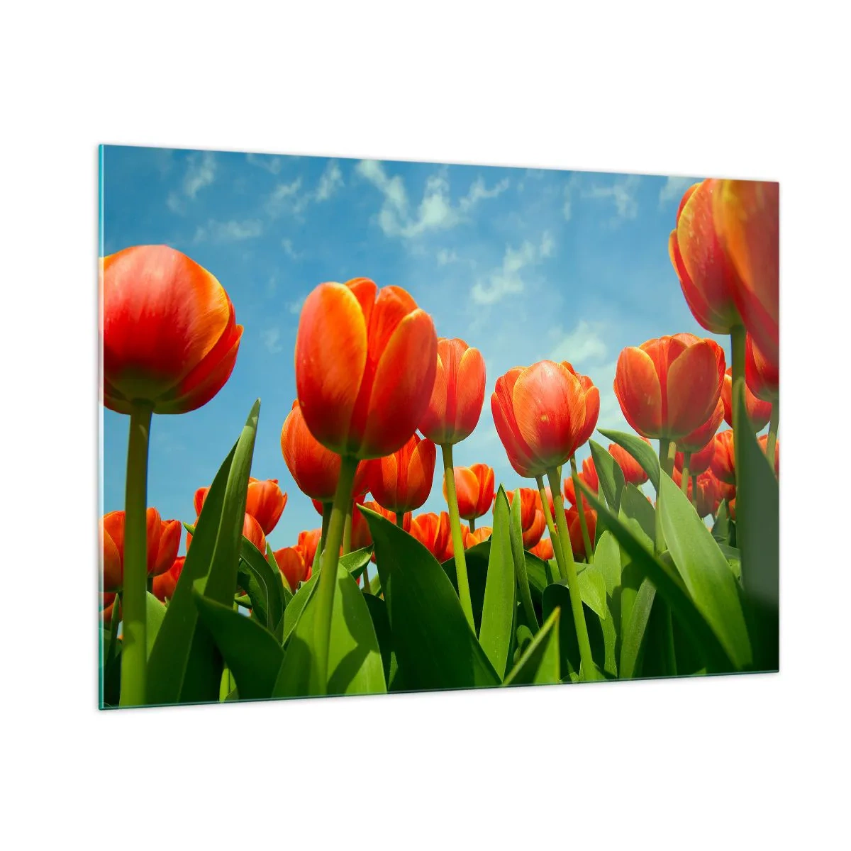 Billede på glas - Bortset fra den blå himmel behøver de intet i livet - 100x70 cm